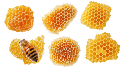 Variety of Honeycombs and Bees Isolated on a White Background Generative AI