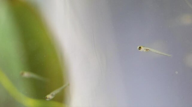 Newborn aquarium fish with translucent body learns to swim, makes intermittent movements, searches for food. macro, close-up. Young fish fry Danio Margaritatus, whitebait Microrasbora Galaxy
