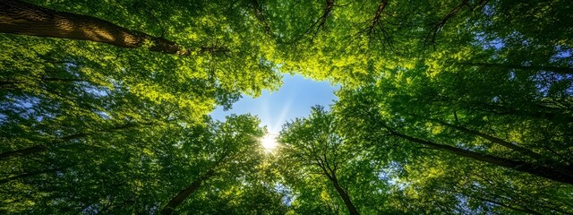 Fototapeta premium A wide-angle view of the canopy above, showcasing tall trees with lush green leaves against a clear blue sky