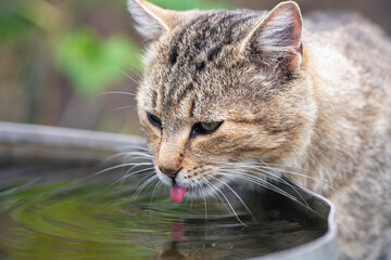 A domestic cat drinks water from a bowl in the garden