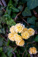 Detail of yellow roses  in the nature, Madeira, Portugal