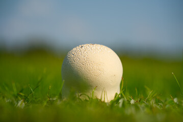 A puffball mushroom has grown on the lawn