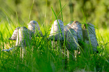 Dung mushrooms have grown on the lawn