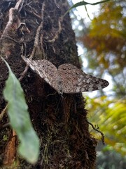 Esta espécie de borboleta e nativa das regiões da América do Norte e do Sul. A melhor época para encontrar é em dias ensolarados, quando as temperaturas estão quentes.
