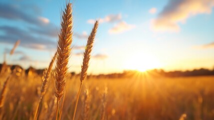 Fototapeta premium In a tranquil field, golden wheat stalks rise gracefully against a vibrant sunset sky, capturing the beauty of nature as the sun descends on the horizon and casts a warm glow