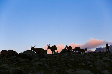 Dark silhouettes of mountain goats against the blue sky.