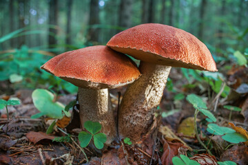 Edible boletus mushroom grows in the forest. Close-up photo.