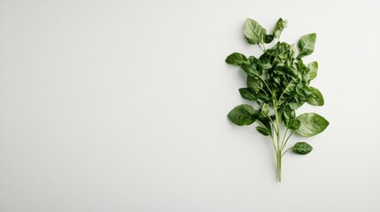 World Vegetarian Day 7