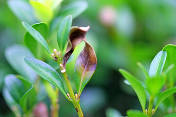 Box wilt, fungal disease