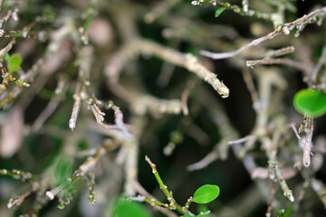 Box wilt, fungal disease