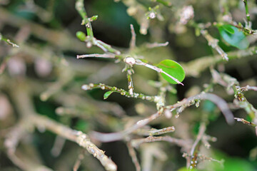 Box wilt, fungal disease