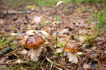 Mushrooms in the forest