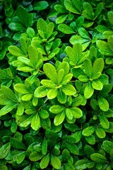 Wallpaper of green plants