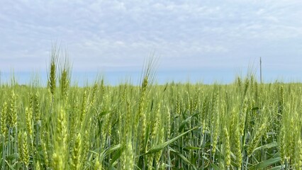Argentinian wheat
