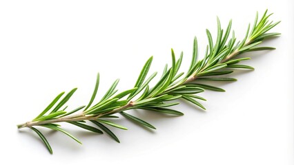 Fototapeta premium Silhouette of a delicate rosemary branch on a white background