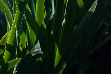 blades of green grass with bright highlights and deep dark shadow close up