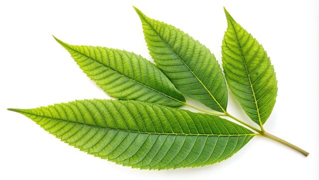 Silhouette of pecan tree leaf isolated on white background