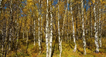 Aspen trees showing autumn fall colors in the Steens mountains near Frenchglen Oregon