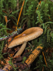 Champignons sauvages en forêt : Texture et forme naturelles
