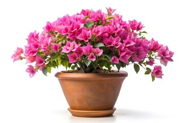 Fototapeta premium Pink Bougainvillea flowers in clay plant pot on white background with clipping path