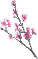 Realistic watercolor sakura blossom - Japanese cherry tree. Artistic branch sakura blossom. 
