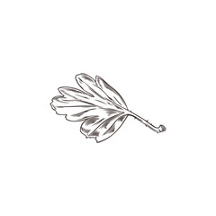 Vector illustration of gooseberry leaf sketch on isolated background in black and white style.