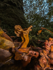Champignons sauvages en forêt : Texture et forme naturelles