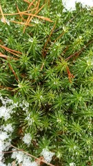 pine needles