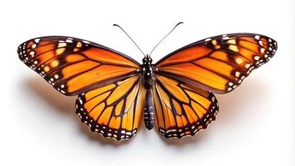 Fototapeta premium Orange monarch butterfly on a white background, wide-angle shot