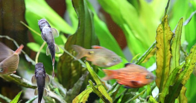 Garra flavatra, Long Fin Rosy Barb&nbsp;Puntius conchonius. aquarium fish dynamically swims in the current, background of Cryptocoryne, Echinodorus aquatic plants.