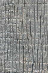 Close of of a palm tree trunk