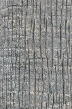 Close of of a palm tree trunk