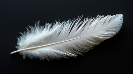 Obraz premium A single, white feather isolated on a black background. The feather is soft and delicate, with a slight curve.