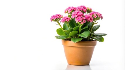 Pink kalanchoe plant in pot isolated on white background in forced perspective