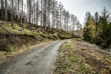 Fototapeta premium im Oberharz bei Wernigerode