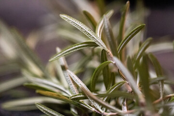 Single Rosemary Sprig