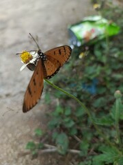 The tawny coster (Acraea terpsicore)