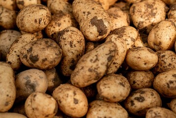 Potatoes for selling at vegetable market. Fresh organic potato stand out among many large background potatos in the market. Heap of potatos 