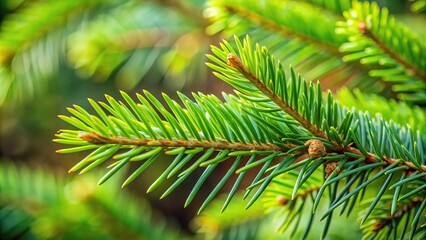 Spruce branch with green needles on the Christmas tree