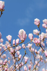 Beautiful pink magnolia buds beginning to bloom on slender branches against a clear blue sky, capturing the essence of spring and natural beauty in a bright outdoor setting