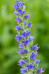 Obraz premium Close up of a vipers bugloss (echium vulgare) flower