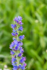 Close up of a vipers bugloss (echium vulgare) flower
