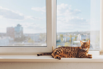 Relaxed Bengal cat lying on a window sill and looking at the camera. Natural daylight and blue sky on background. cat laying on the windowsill and relaxing.