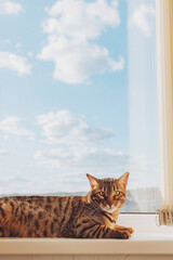 Relaxed Bengal cat lying on a window sill and looking at the camera. Natural daylight and blue sky...