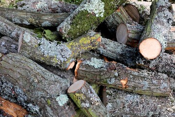 Logs in pile. Stacks of firewood. Preparation for heating.
