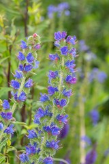 Close up of a vipers bugloss (echium vulgare) flower