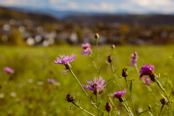 Flockenblume im Herbst