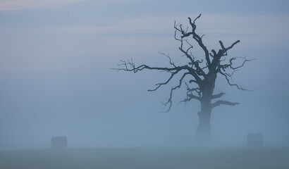 Lonely tree in the fog at the morning 