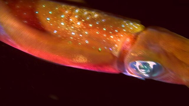 Close-up of a Bigfin reef squid (Sepioteuthis lessoniana) painted in red tones swimming in the dark water column, then disappears into the darkness.