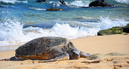 Resting Sea Turtle